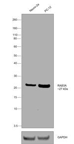 RAB3a Antibody in Western Blot (WB)