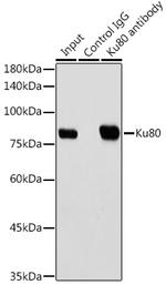 Ku80 Antibody in Immunoprecipitation (IP)