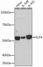 KLF4 Antibody in Western Blot (WB)