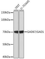 GAD67 Antibody in Western Blot (WB)