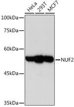 NUF2 Antibody in Western Blot (WB)