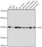 LHX3 Antibody in Western Blot (WB)