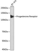 Progesterone Receptor Antibody in Western Blot (WB)