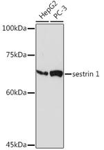 SESN1 Antibody in Western Blot (WB)