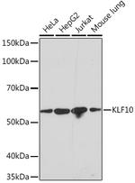 KLF10 Antibody in Western Blot (WB)