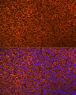 PON1 Antibody in Immunohistochemistry (Paraffin) (IHC (P))