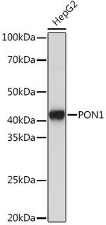 PON1 Antibody in Western Blot (WB)