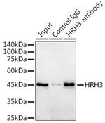 HRH3 Antibody in Immunoprecipitation (IP)