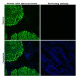 Desmin Antibody in Immunohistochemistry (Paraffin) (IHC (P))