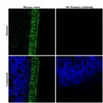 Desmin Antibody in Immunohistochemistry (Paraffin) (IHC (P))