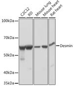 Desmin Antibody in Western Blot (WB)