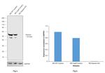 Desmin Antibody in Western Blot (WB)