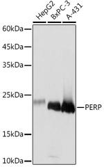 PERP Antibody in Western Blot (WB)