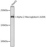 A2M Antibody in Western Blot (WB)