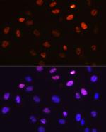 Phospho-c-Jun (Ser63) Antibody in Immunocytochemistry (ICC/IF)