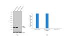 PARK7 Antibody in Western Blot (WB)