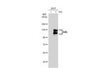 AXL Antibody in Western Blot (WB)