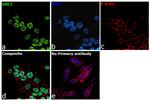 SMC1 Antibody in Immunocytochemistry (ICC/IF)