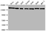 SMC1 Antibody in Western Blot (WB)