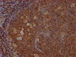 SHIP1 Antibody in Immunohistochemistry (Paraffin) (IHC (P))