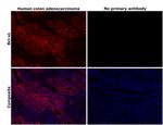 Bcl-xL Antibody in Immunohistochemistry (Paraffin) (IHC (P))