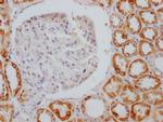 AIF Antibody in Immunohistochemistry (Paraffin) (IHC (P))