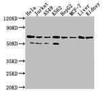 AIF Antibody in Western Blot (WB)