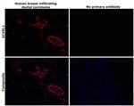 ACVRL1 Antibody in Immunohistochemistry (Paraffin) (IHC (P))