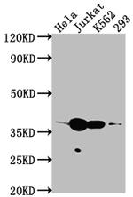 CDK6 Antibody in Western Blot (WB)