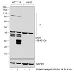 DKK1 Antibody in Western Blot (WB)