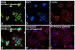 SOX2 Antibody in Immunocytochemistry (ICC/IF)