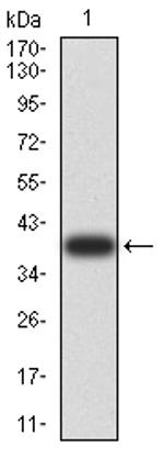 ARF1 Antibody in Western Blot (WB)