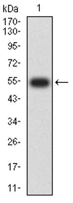 CD72 Antibody in Western Blot (WB)