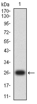 Claudin 6 Antibody in Western Blot (WB)