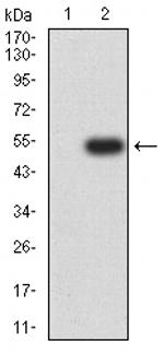 Claudin 6 Antibody in Western Blot (WB)