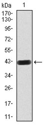 DNMT3B Antibody in Western Blot (WB)