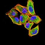 FGF2 Antibody in Immunocytochemistry (ICC/IF)