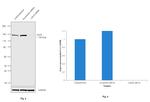 LDLR Antibody