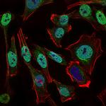 NBS1 Antibody in Immunocytochemistry (ICC/IF)