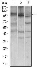 NBS1 Antibody in Western Blot (WB)