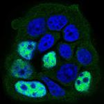 PP1 beta Antibody in Immunocytochemistry (ICC/IF)