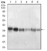 PP1 beta Antibody in Western Blot (WB)