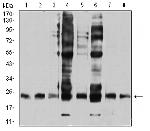 RALB Antibody in Western Blot (WB)