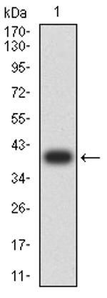 RALB Antibody in Western Blot (WB)