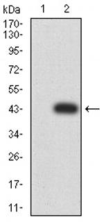 RALB Antibody in Western Blot (WB)