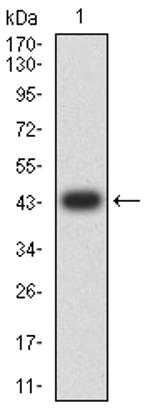 TLR9 Antibody in Western Blot (WB)