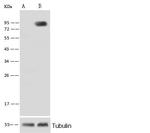 ALPL Antibody in Western Blot (WB)