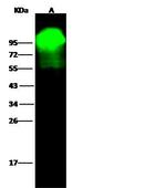 ALPL Antibody in Western Blot (WB)