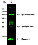 Human Galectin-1 Antibody in Immunoprecipitation (IP)