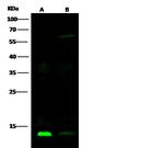 Human Galectin-1 Antibody in Western Blot (WB)